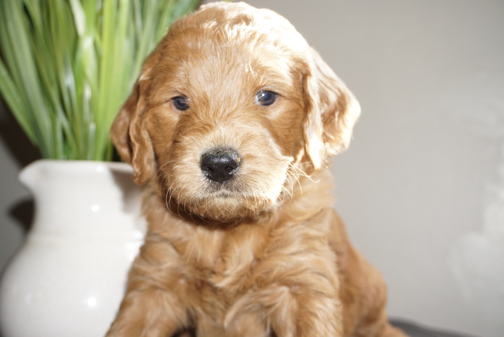 Lucy Golden Retriever