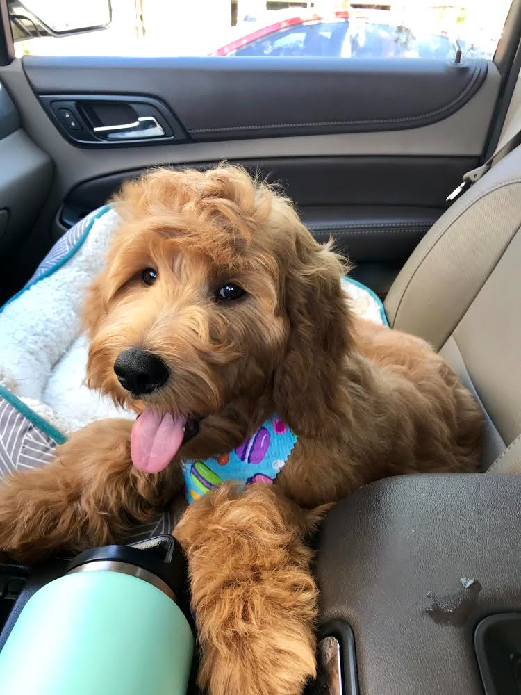 Lucy Golden Retriever
