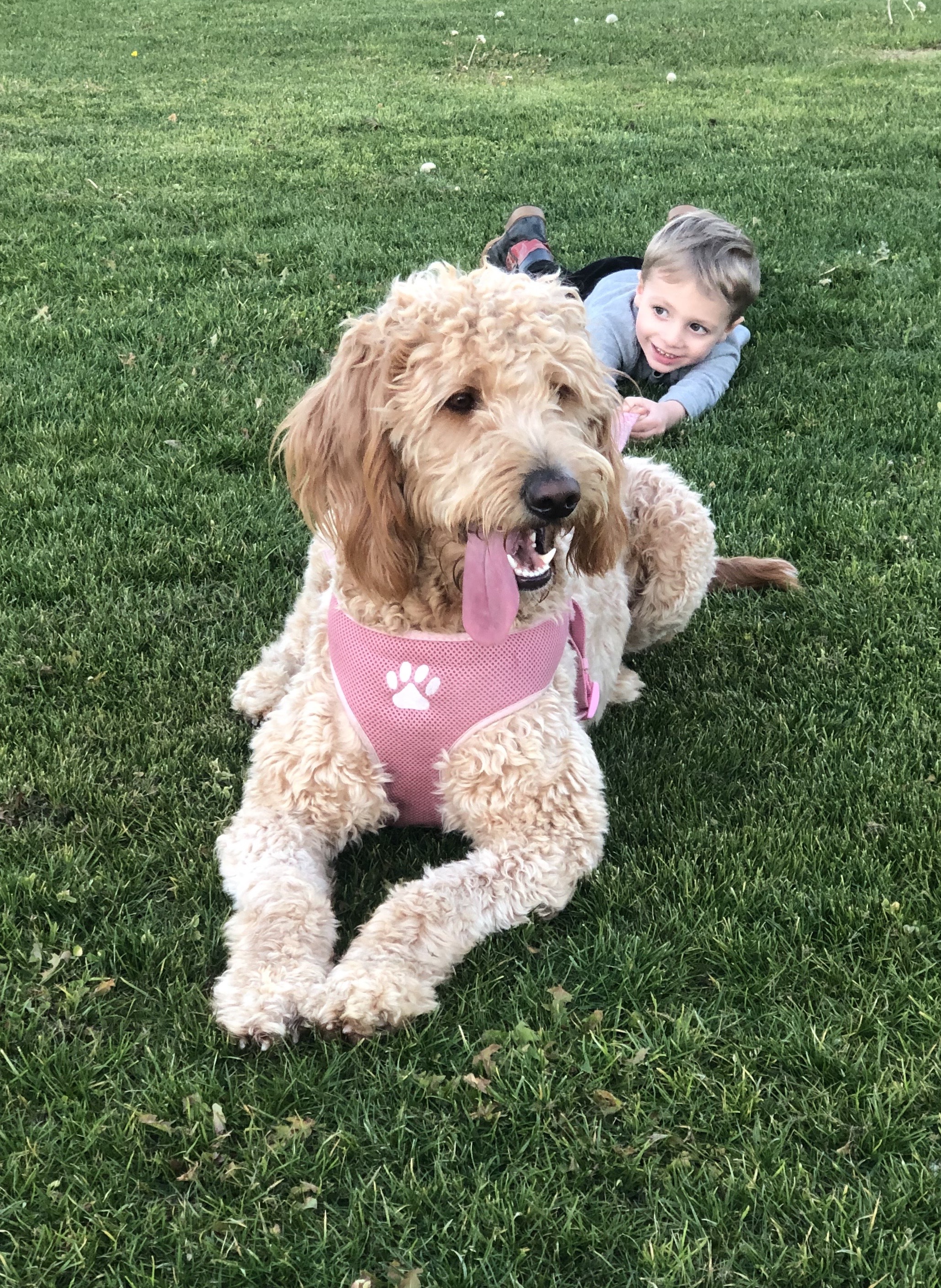 Lucy Golden Retriever