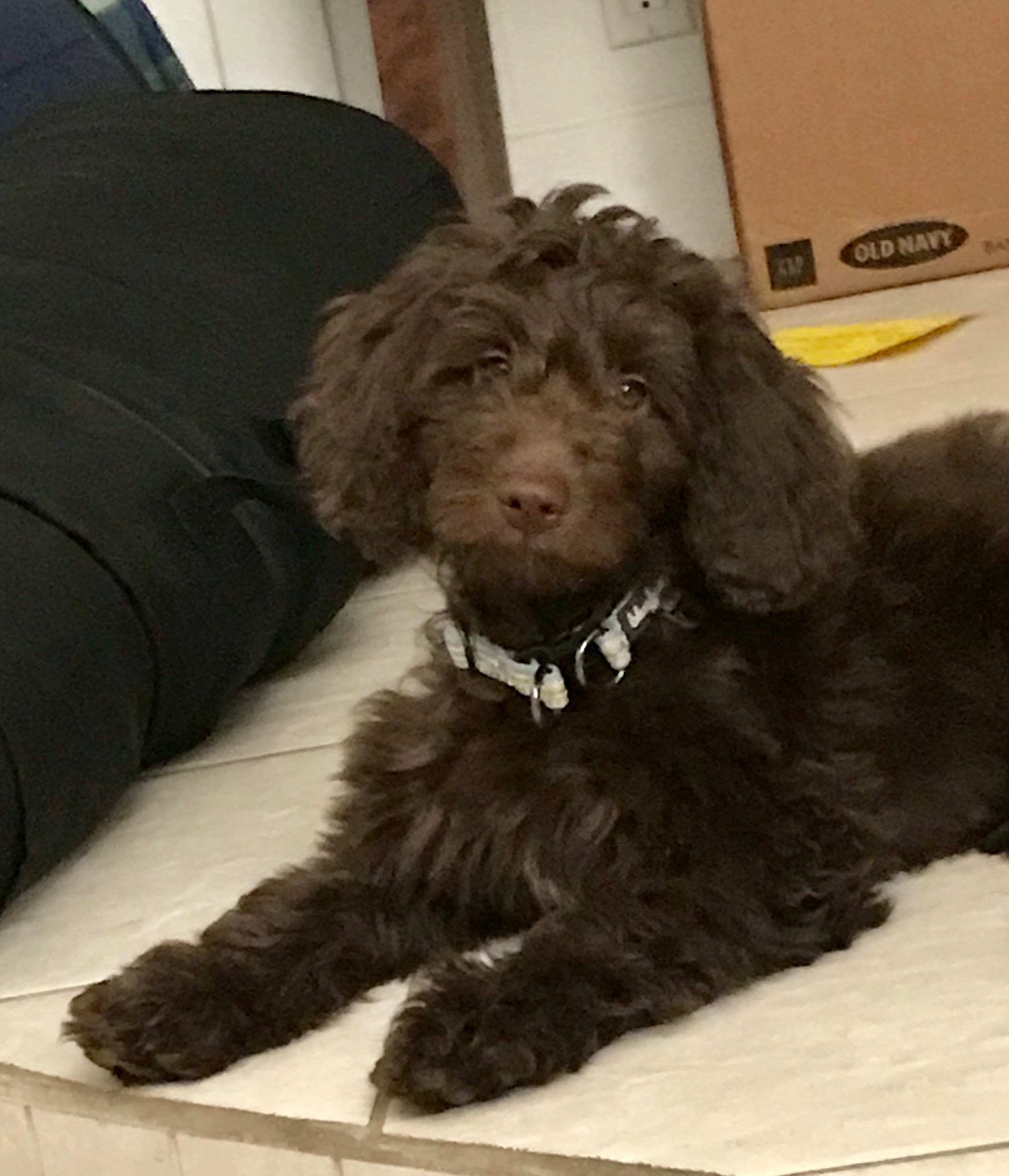 Lulu F2 Mini Goldendoodle