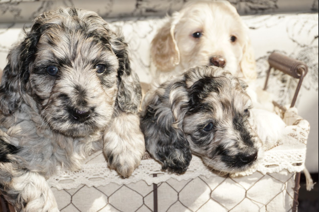 Snickerdoodles F1 Petite Goldendoodle