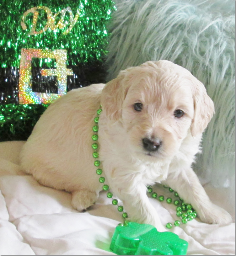 Snickerdoodles F1 Petite Goldendoodle