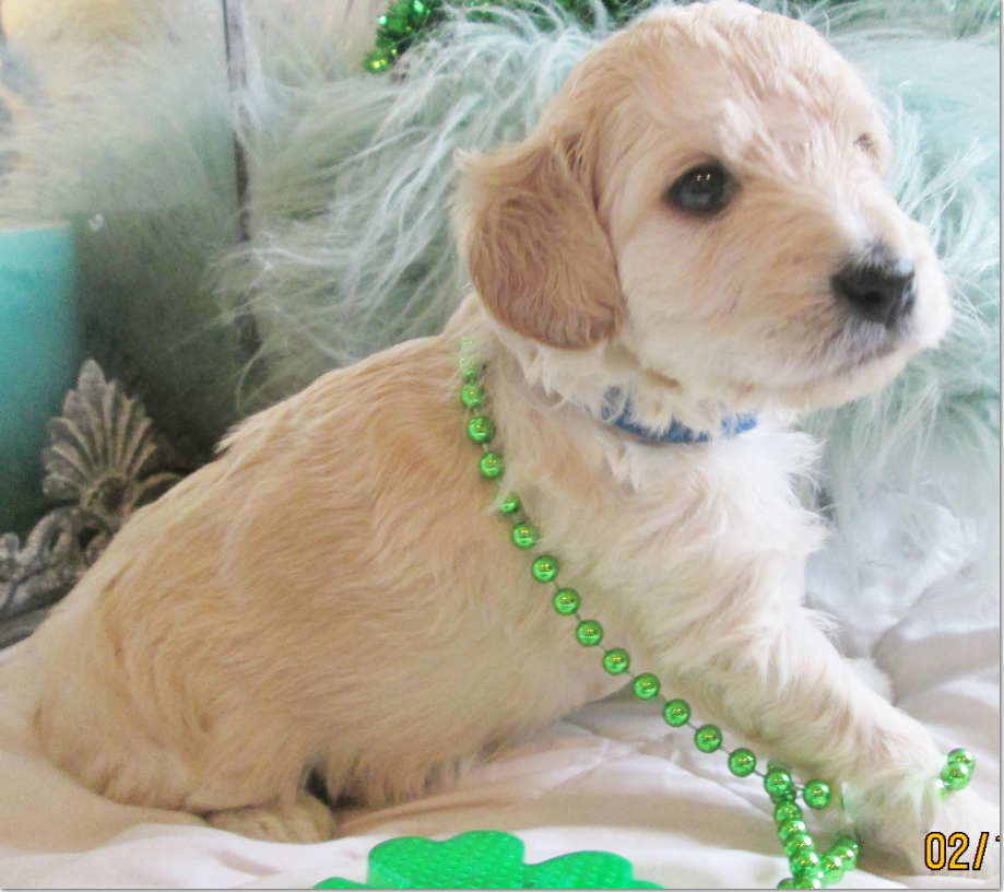 Snickerdoodles F1 Petite Goldendoodle