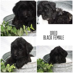 Micro Mini Black F3b