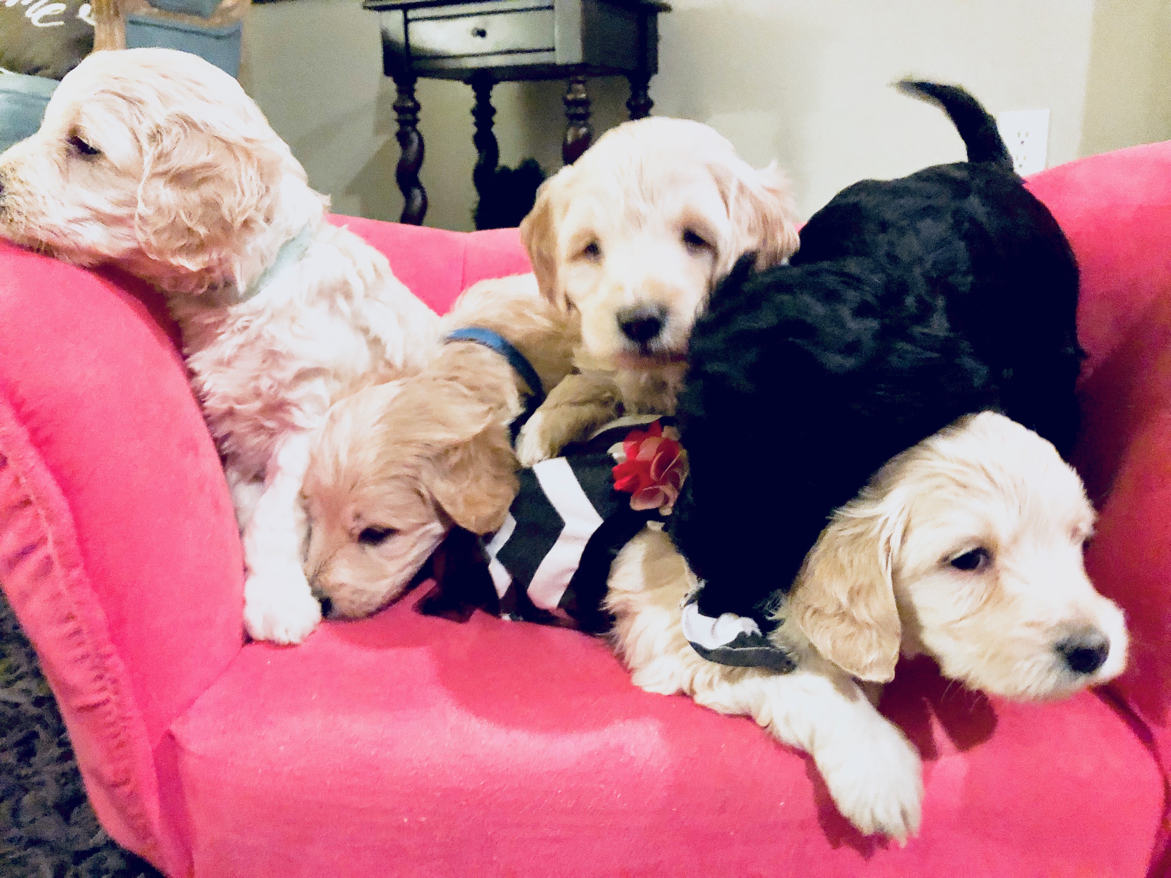 Snickerdoodles F1 Petite Goldendoodle