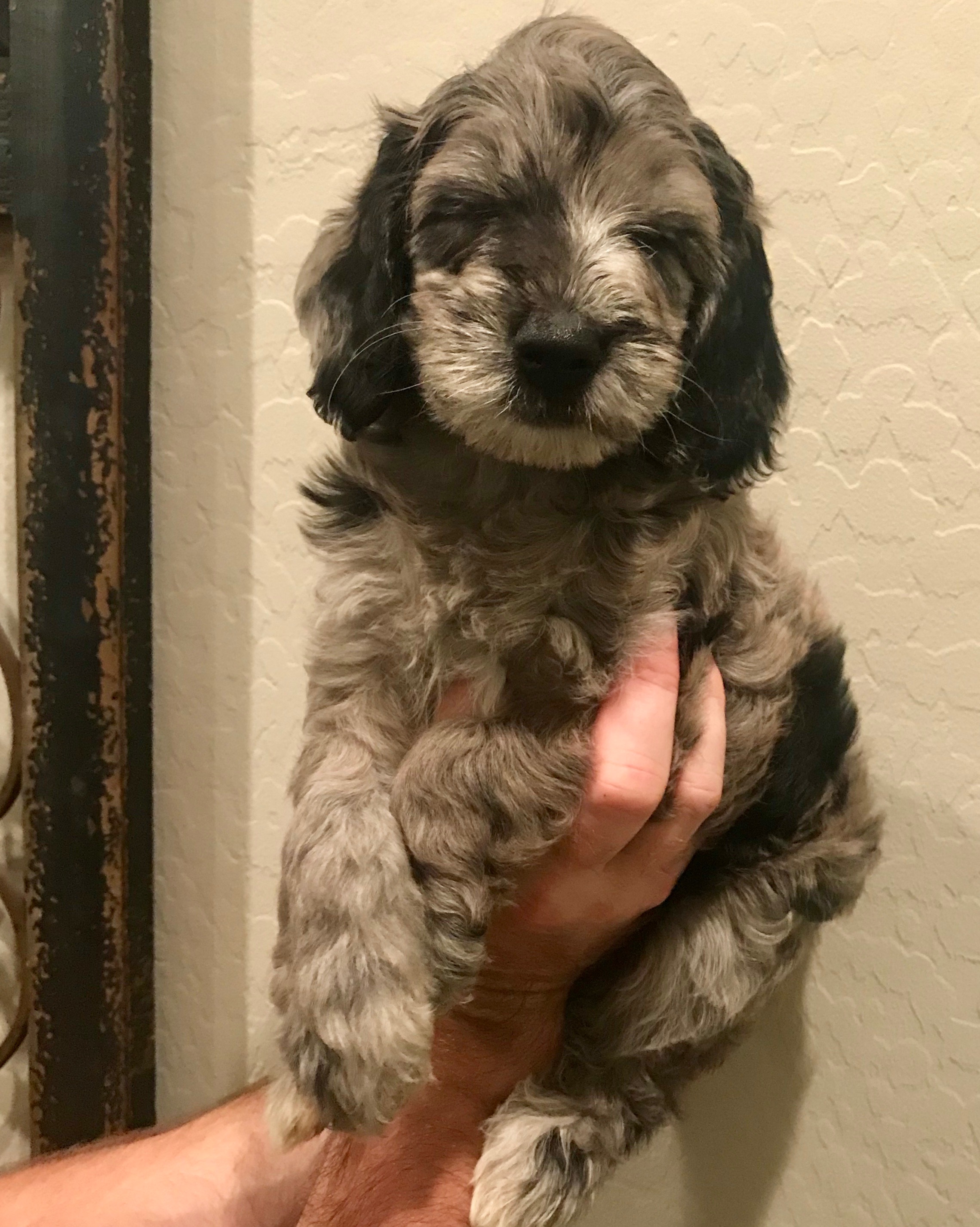 Snickerdoodles F1 Petite Goldendoodle