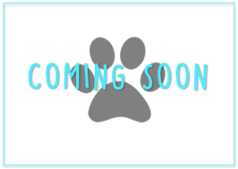 Shay F3 Mini Goldendoodle