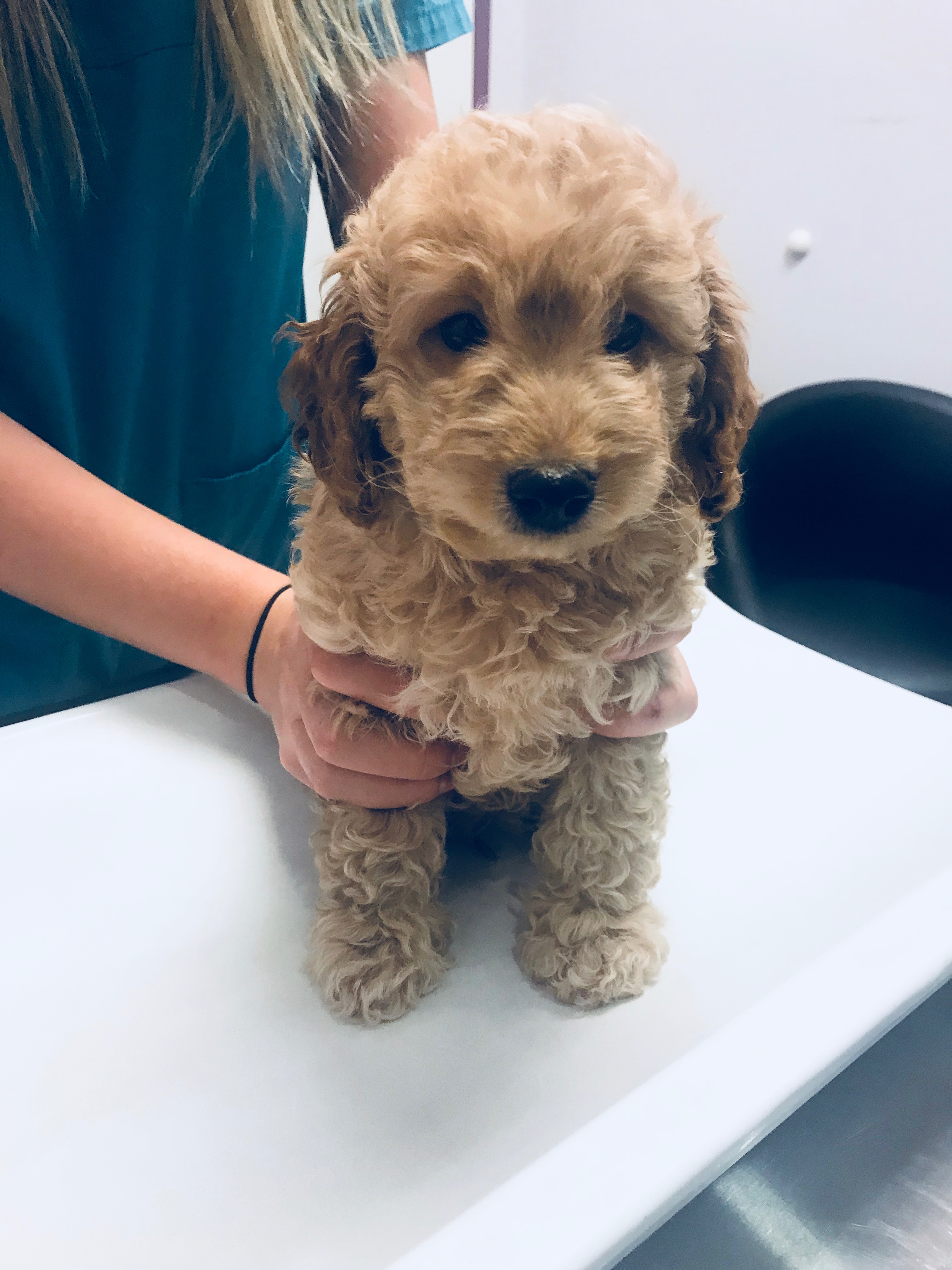 Snickerdoodles F1 Petite Goldendoodle