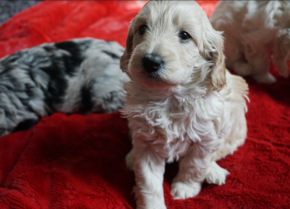 Snickerdoodles F1 Petite Goldendoodle