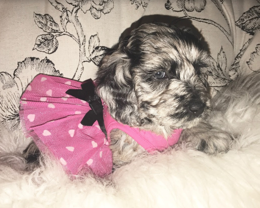 Stella