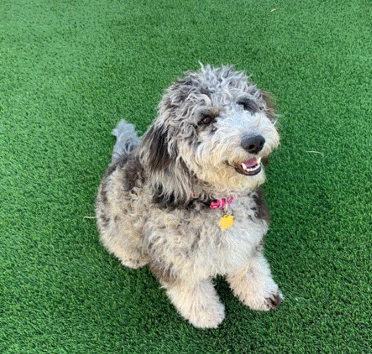 MERLE GOLDENDOODLE