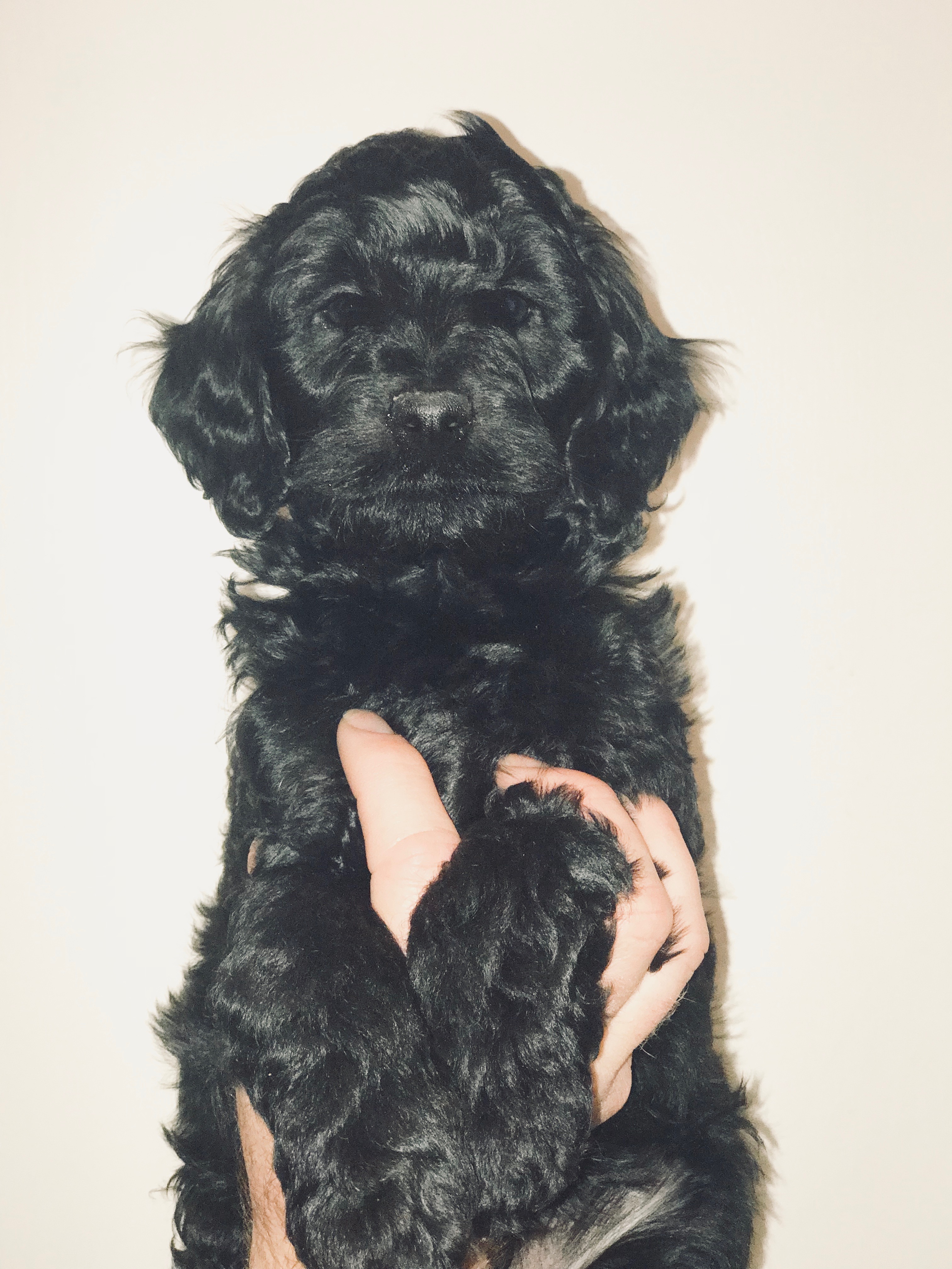 Snickerdoodles F1 Petite Goldendoodle