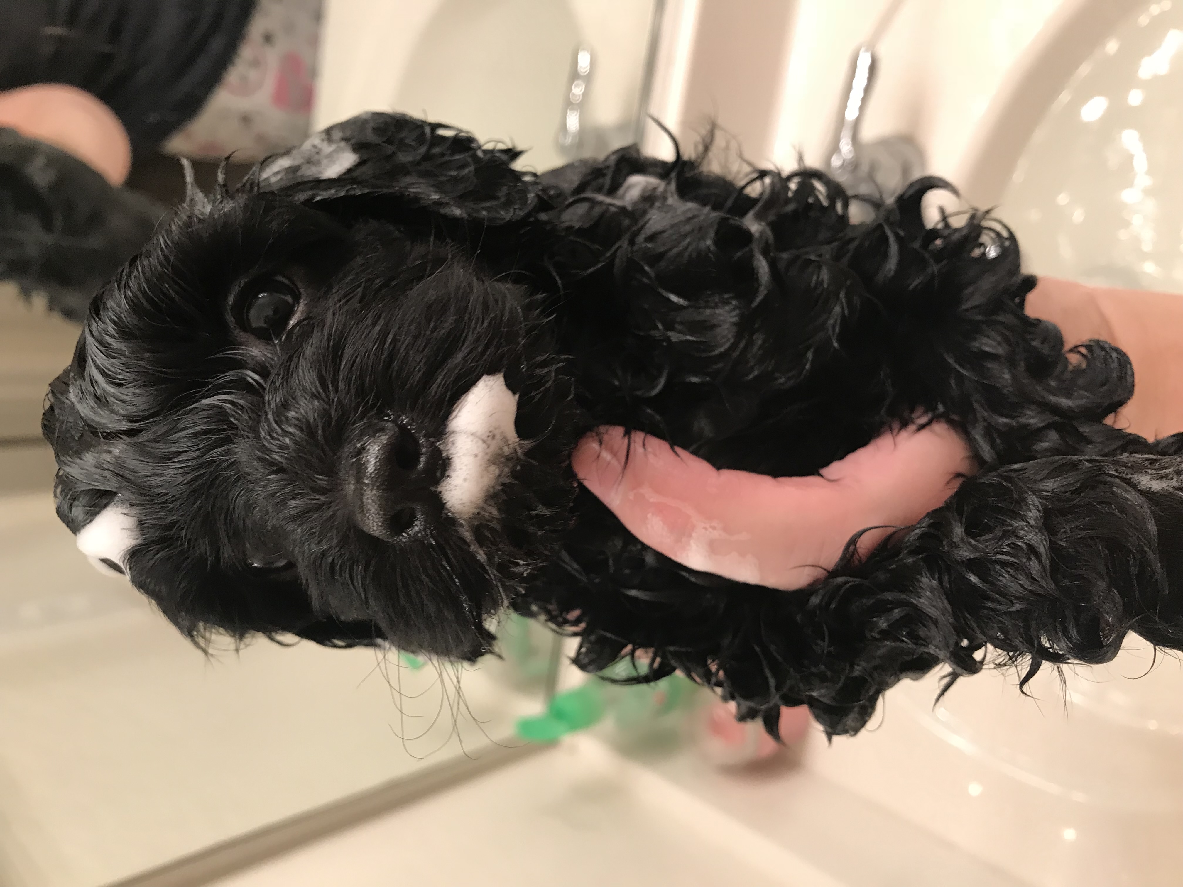 Snickerdoodles F1 Petite Goldendoodle