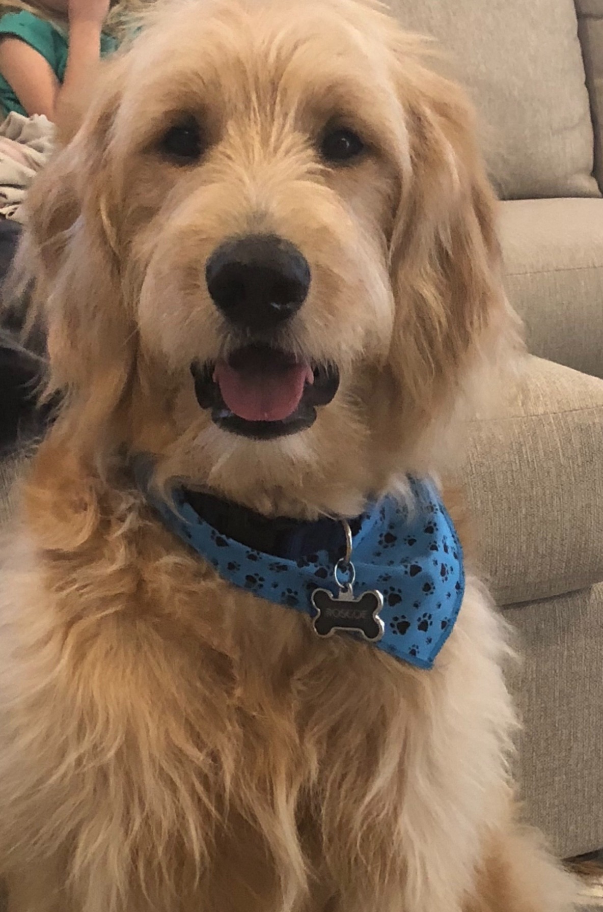 Lucy Golden Retriever