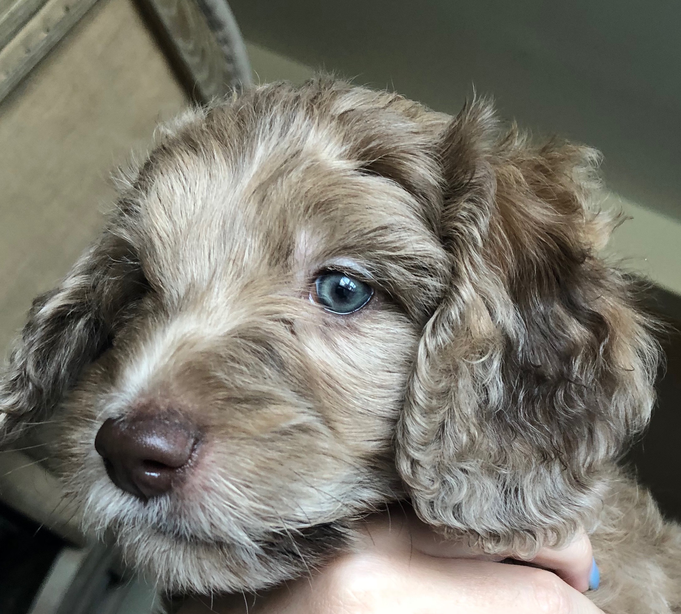 Lulu F2 Mini Goldendoodle