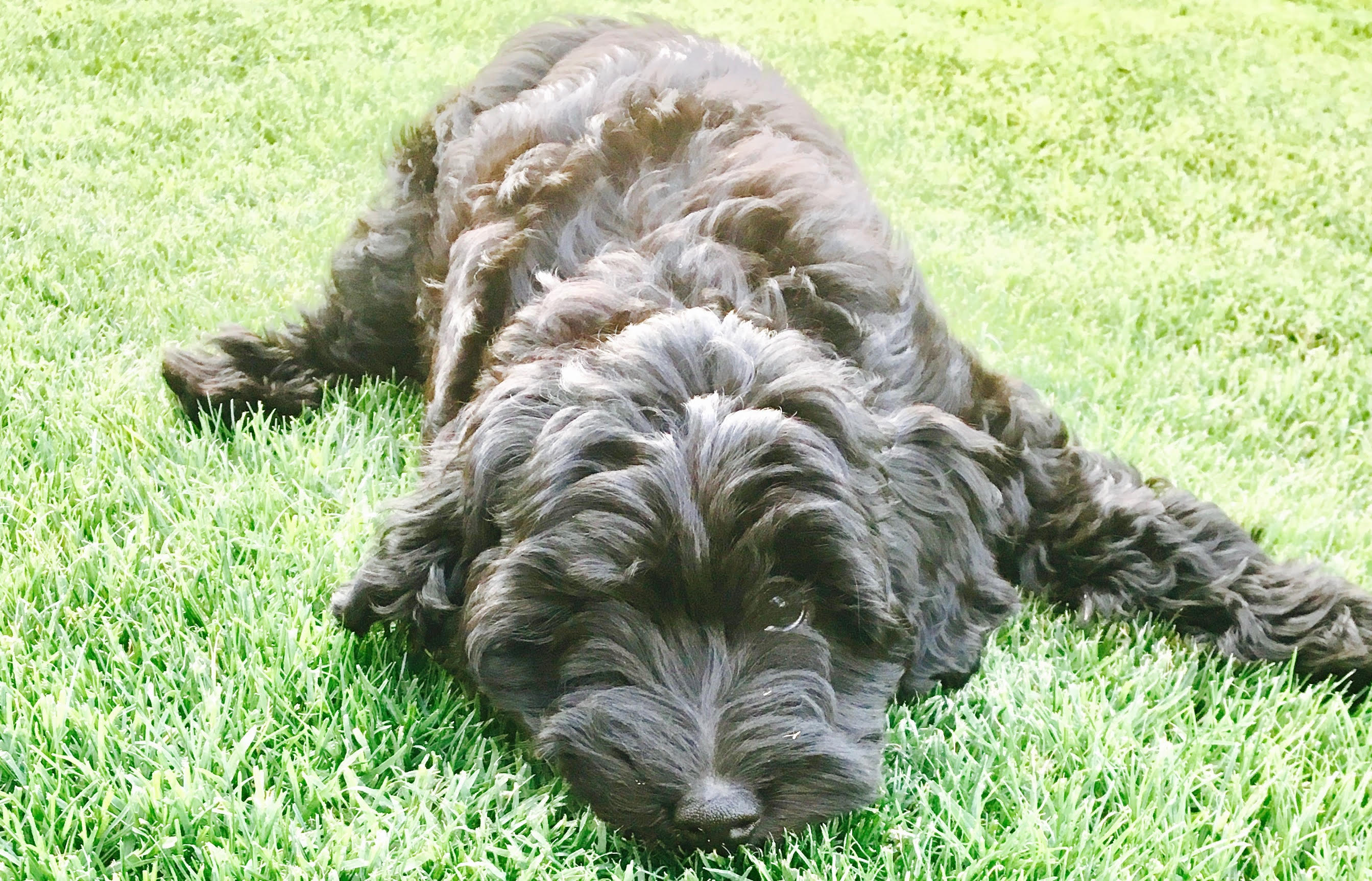 Lulu F2 Mini Goldendoodle