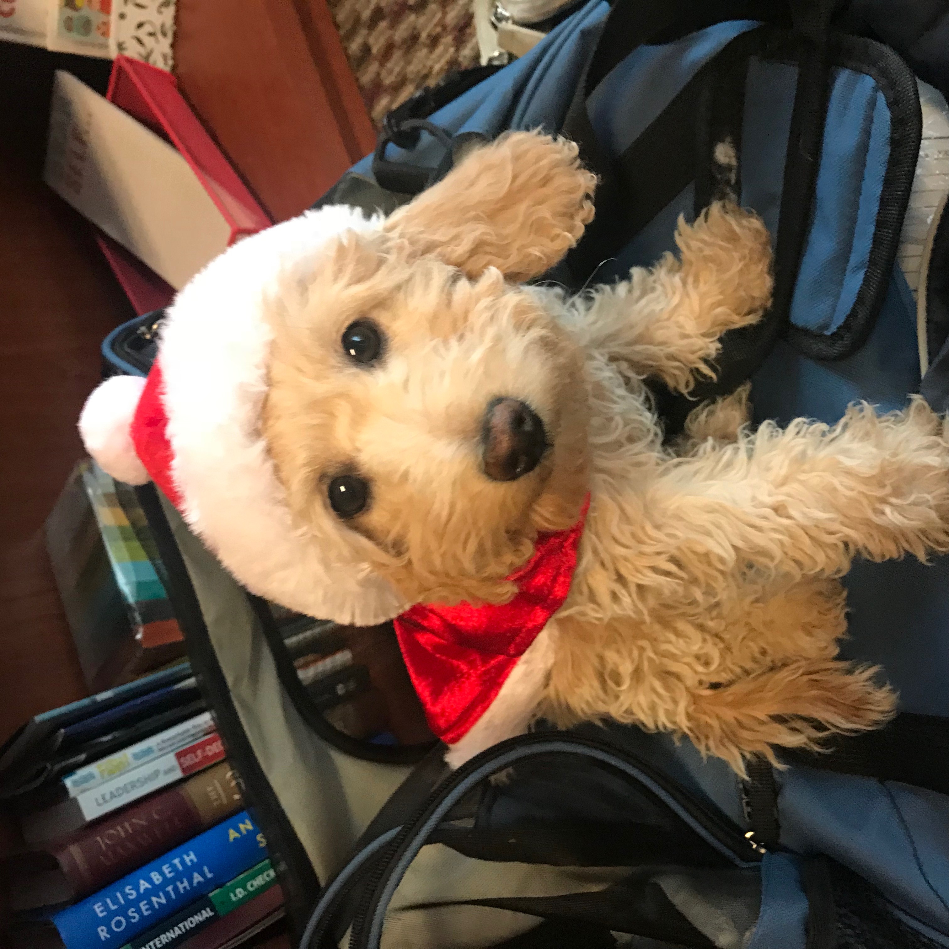 Snickerdoodles F1 Petite Goldendoodle