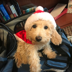 Snickerdoodles F1 Petite Goldendoodle