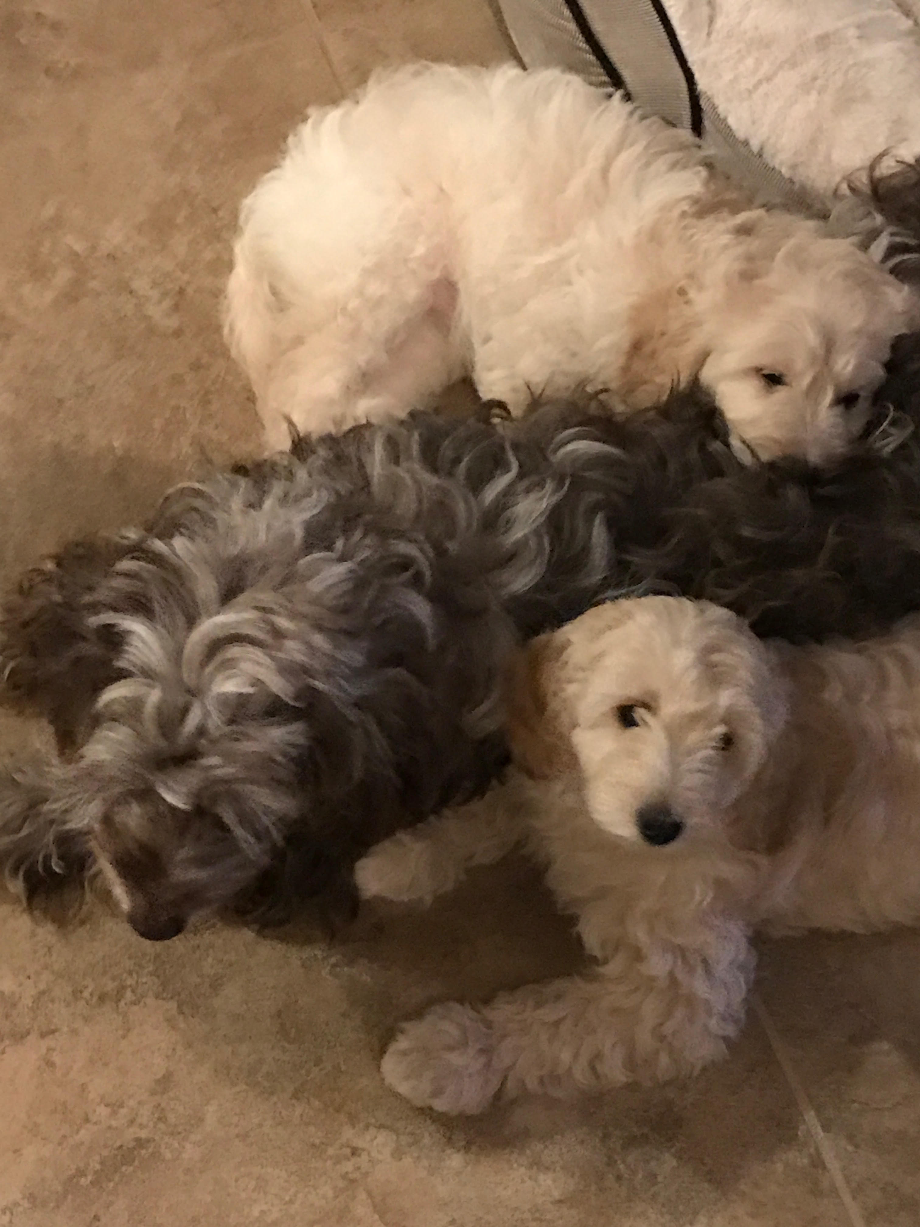 Snickerdoodles F1 Petite Goldendoodle