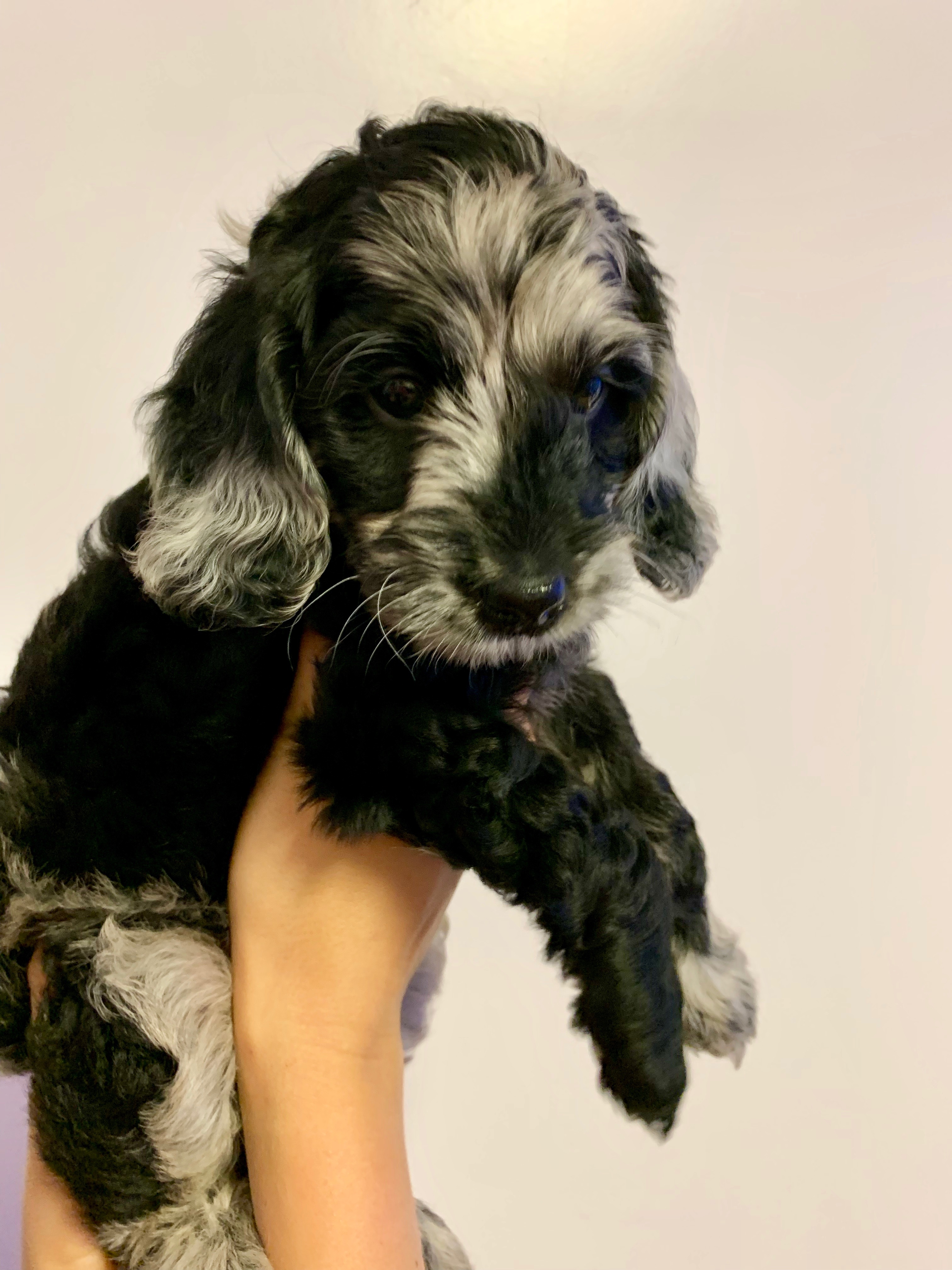 Lulu F2 Mini Goldendoodle