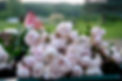DSCF1240.JPG