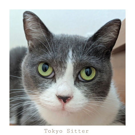 人見知りから甘えん坊さんになったぎんさん😸お客様ご紹介✨