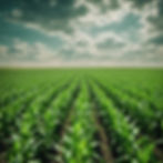 a large, green corn field with a partly sunny sky.jpg
