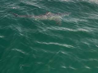 Sharks and Whales