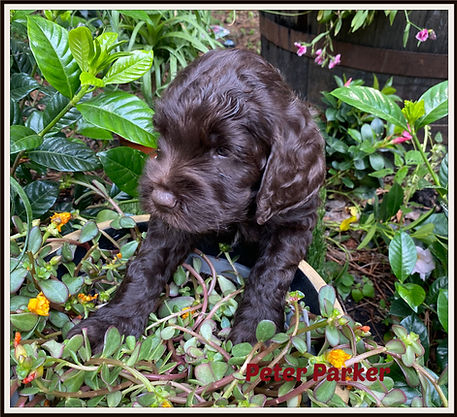 puppyredjune6picmon.jpg