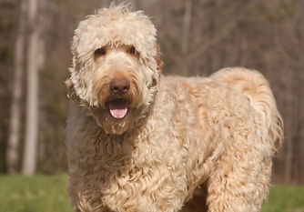 shaggy.jpg