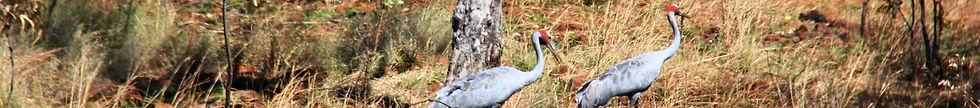 Gibb River Road 2012 136_edited_edited_edited.jpg