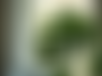 Mastering the Essentials of Indoor Plant Care