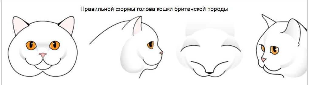 Типы кошачьих морд. Клиновидная голова кошки. Морда кота на белом фоне. Сиамская кошка форма головы. Треугольная форма головы у кошек.
