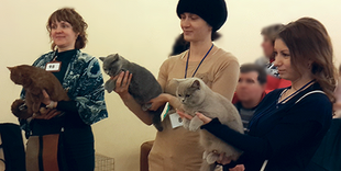 Достижения питомника в Караганде/Our cattery's achievments in Karaganda