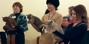 Достижения питомника в Караганде/Our cattery's achievments in Karaganda