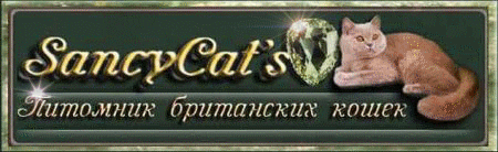 Питомник британских кошек СансиКэтс