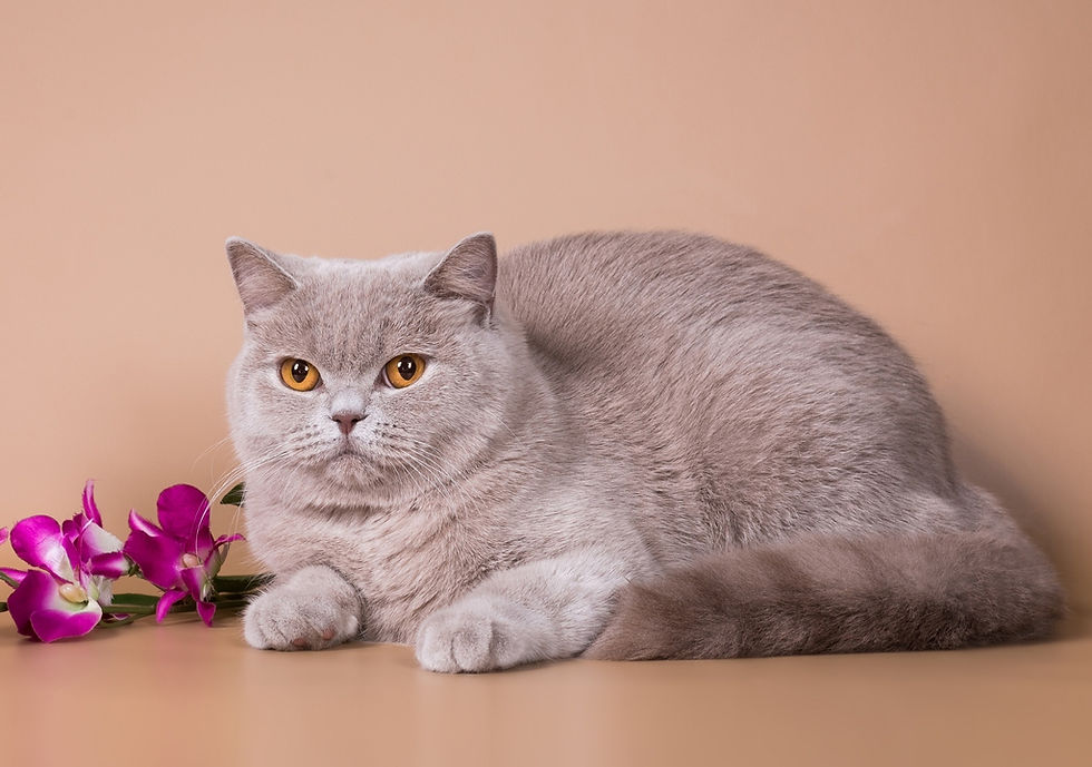 Sancy Cats