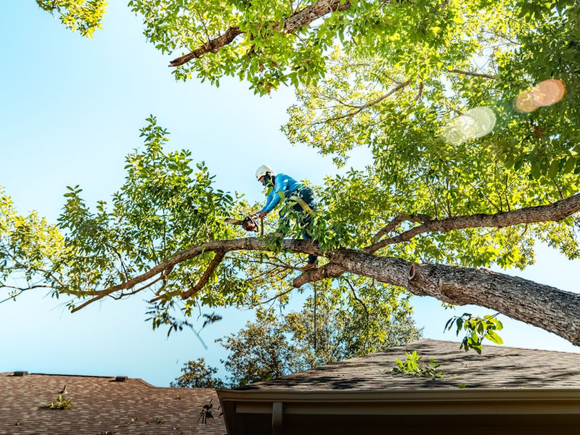 Large Limb Removal in Bellaire Beach - Anthony's Tree Service