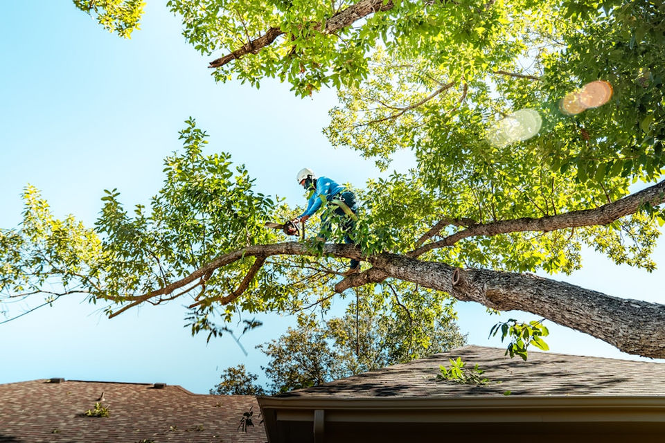 Large Limb Removal - Anthony's Tree Service