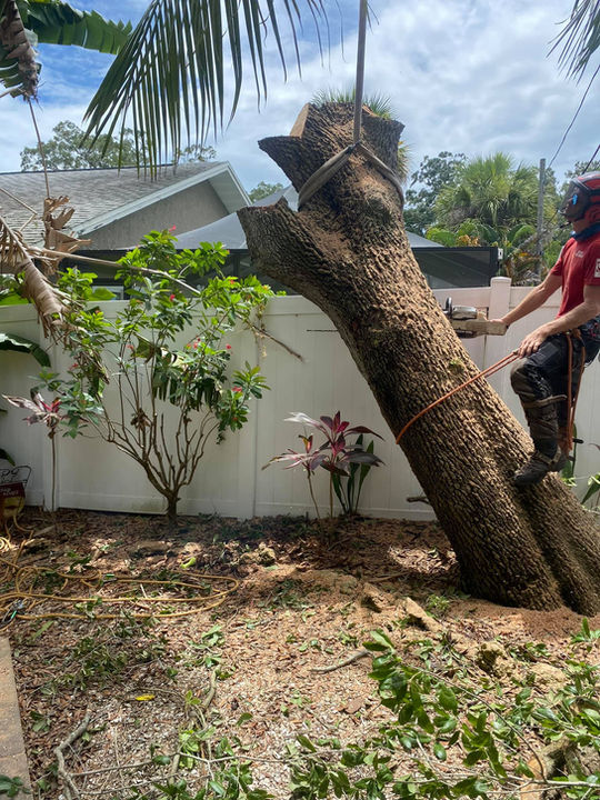S. Pasadena Tree Trunk Removal - Anthony's Tree Service