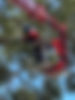 Cutting Trees Up in the Air.jpg