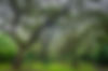 Oak Tree Tops.jpg