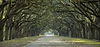 Oak Tree Canopy.jpeg