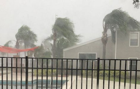 Palms in Hurricane Winds