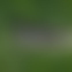 a common loon family on a Minnesota lake