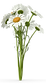 Bouquet of Chamomile Flowers.J10.2k.png