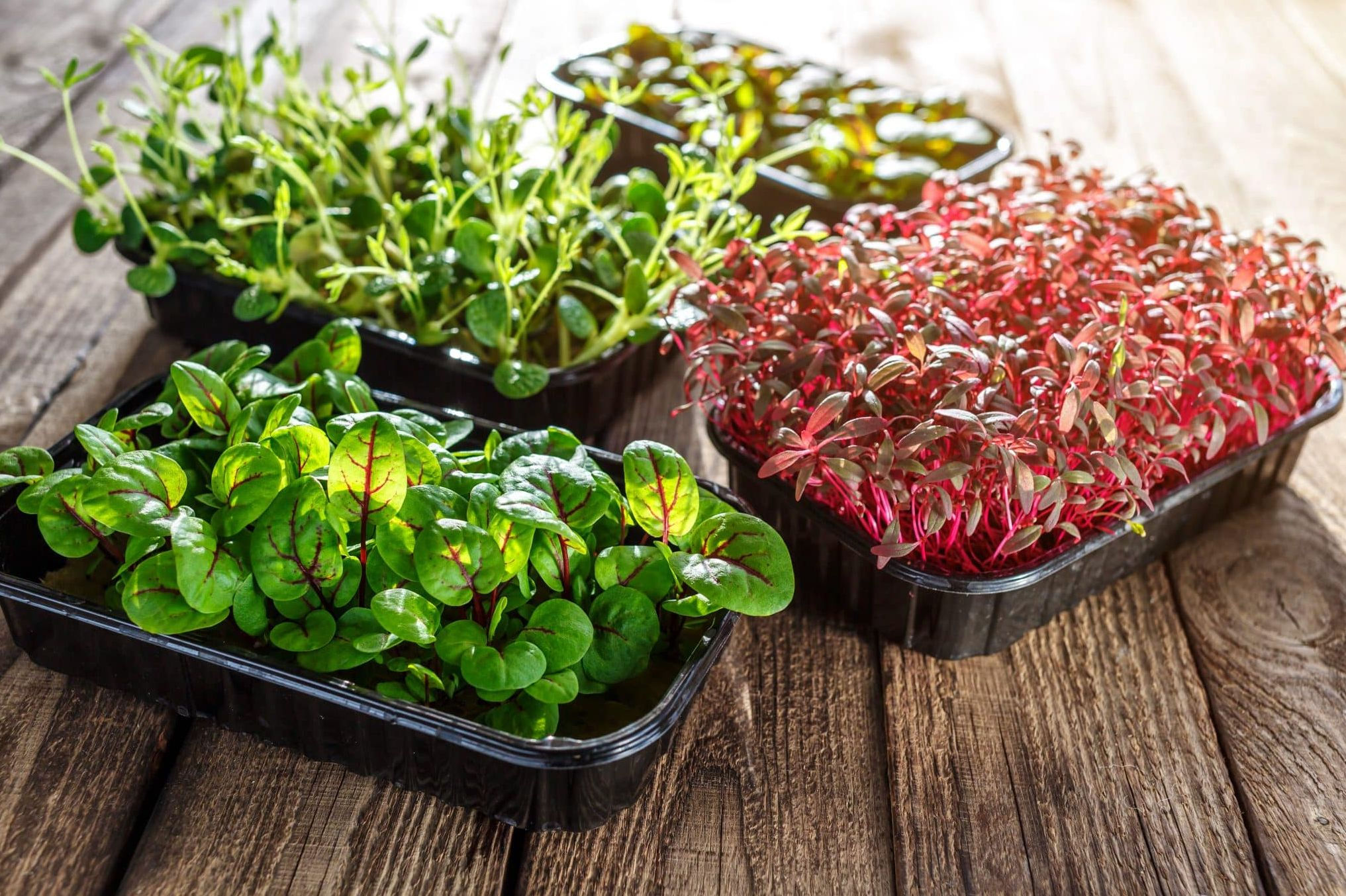 Luxury Microgreens