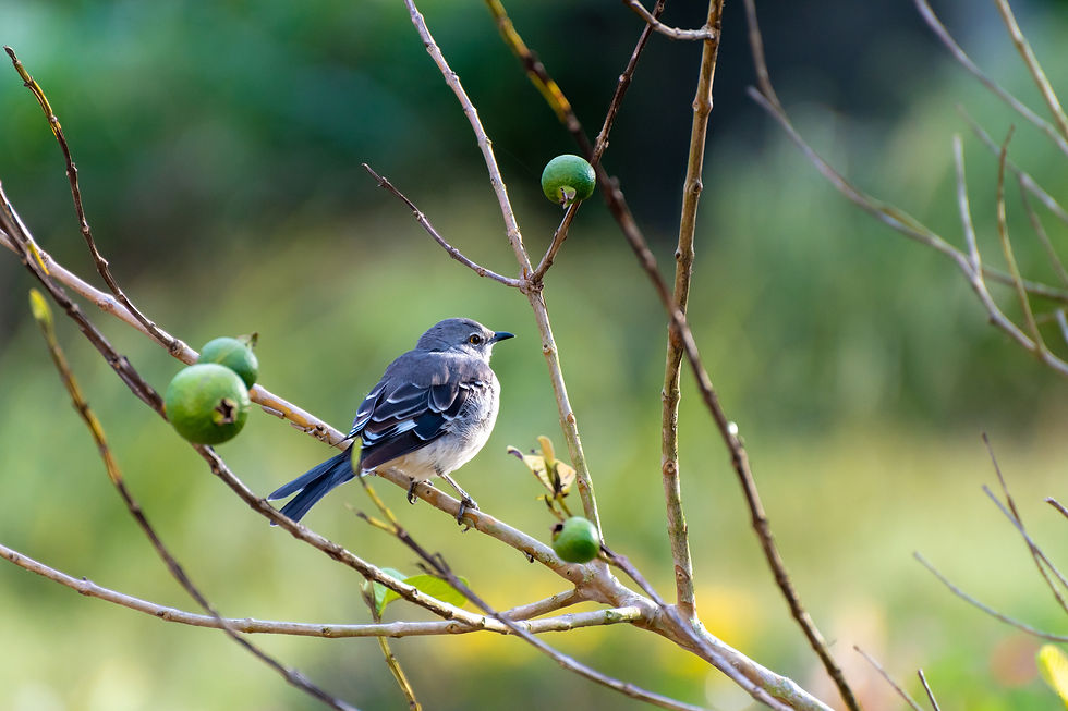 Young Northern Mockingbird