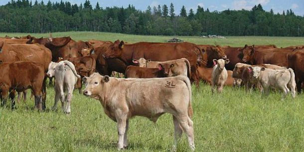 cattle on ranch with brand