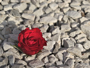 Despised and Rejected - John 6:60-69